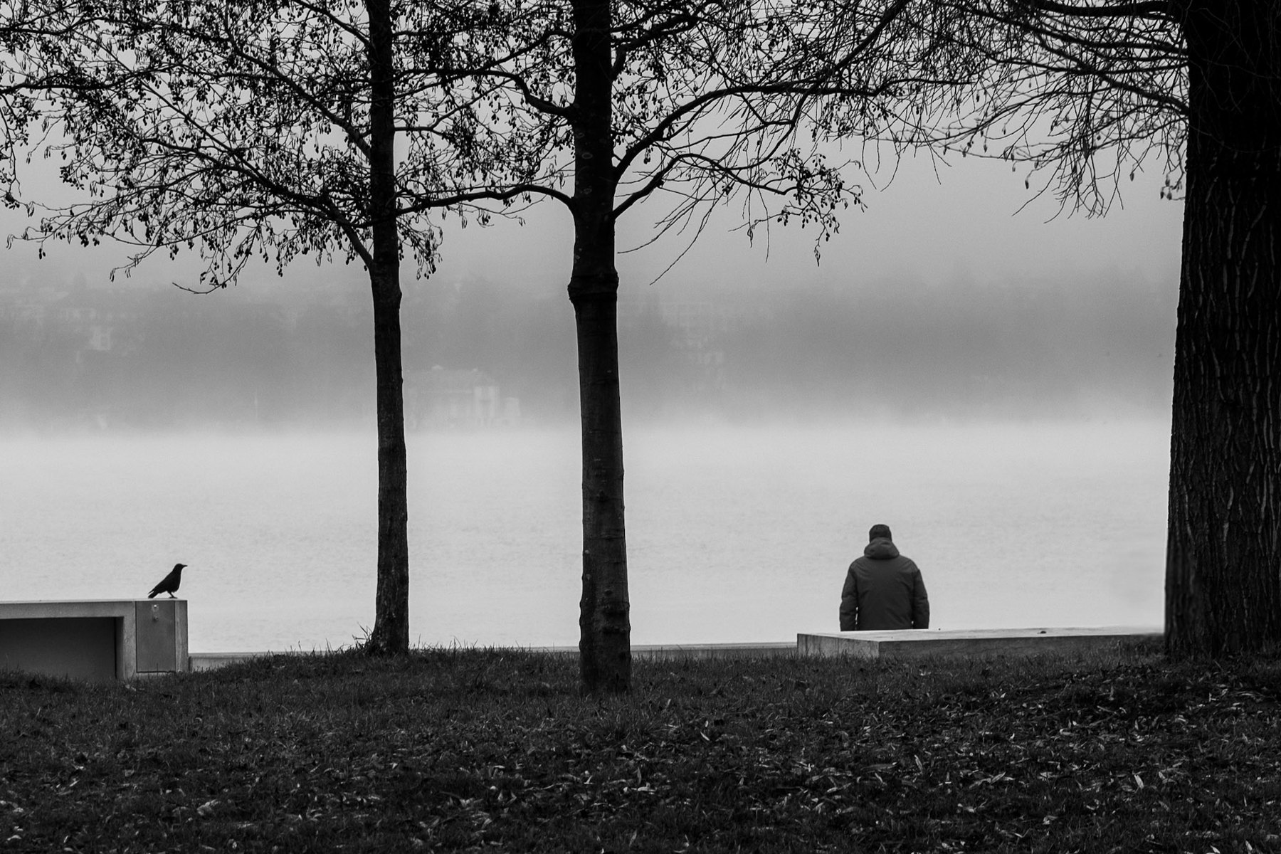 A silhouette seated facing the lake in the fog, a raven on the nearby bench
